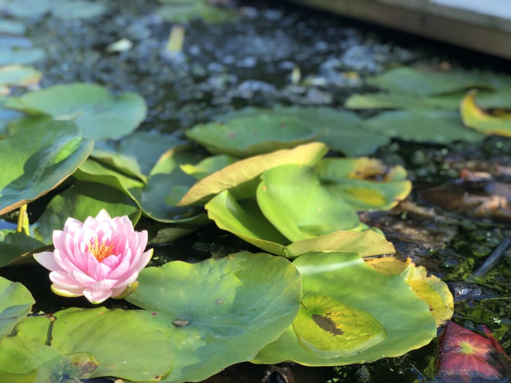 what-plant-can-filter-water-aquigarden