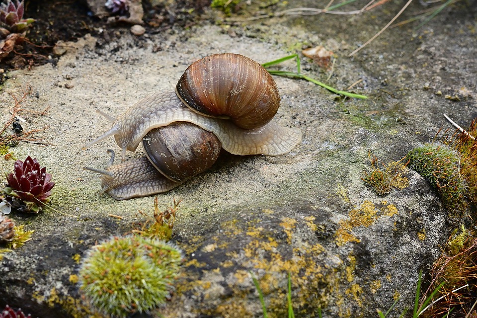 Pond Snails Good or Bad for Your Pond?