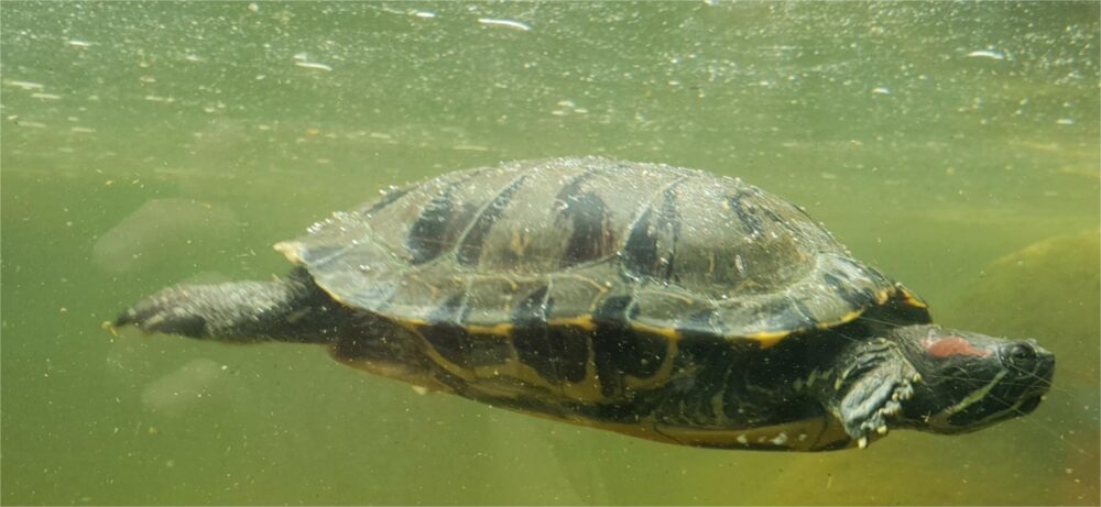 How To Determine The Age Of a Turtle? - Aquigarden.com